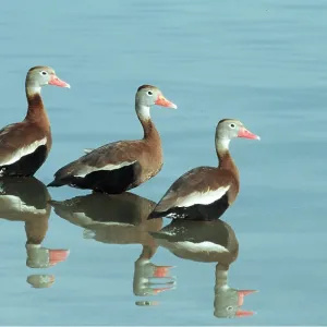 Black-bellied WHISTLING / Black-bellied Tree DUCKS Black-bellied WHISTLING / Black-bellied Tree DUCKS