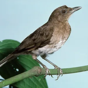 Black-billed THRUSH