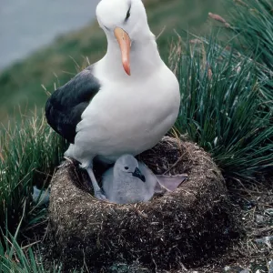 Black-browed Albatross - on nest with chick Black-browed Albatross - on nest with chick