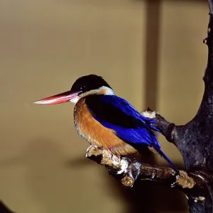 Black-Capped Kingfisher Black-Capped Kingfisher