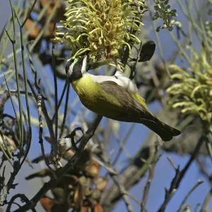 Black-chinned / Golden Backed Honeyeater - on Long-leaved
