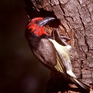 BLACK-COLLARED BARBET - on tree BLACK-COLLARED BARBET - on tree