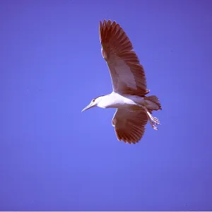 Black-Crowned Night HERON - in flight Black-Crowned Night HERON - in flight