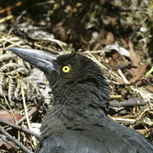 Black CURRAWONG - sunbathing