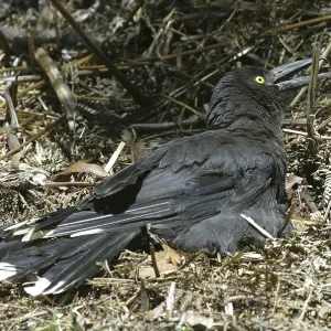Black CURRAWONG - sunbathing