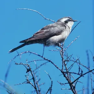 Black-eared Cuckoo Black-eared Cuckoo