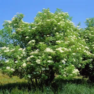 Black Elder Black Elder