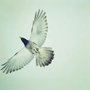 Black-faced Cuckoo-shrike Black-faced Cuckoo-shrike