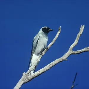Black-faced Cuckoo-shrike Black-faced Cuckoo-shrike