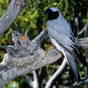 Black-faced Cuckoo-shrike Black-faced Cuckoo-shrike