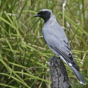 Black-faced CUCKOO SHRIKE