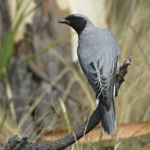 Black-faced CUCKOO SHRIKE