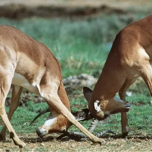 BLACK-FACED IMPALA - x two, sparring BLACK-FACED IMPALA - x two, sparring