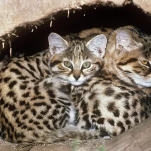 Black-footed Cat / Small Spotted Cat - at den Black-footed Cat / Small Spotted Cat - at den