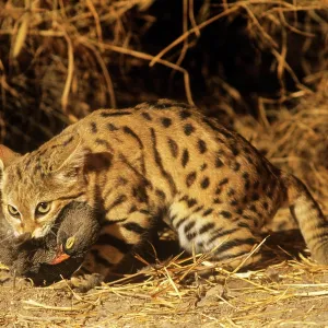 Black-footed Cat / Small Spotted Cat - with Francolin kill Black-footed Cat / Small Spotted Cat - with Francolin kill