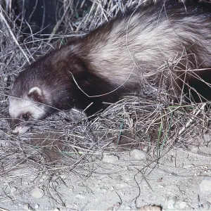 BLACK-FOOTED FERRET BLACK-FOOTED FERRET