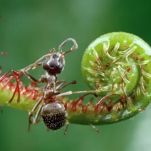 Black Garden Ant - caught in sundew