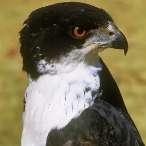 Black Goshawk - female Black Goshawk - female