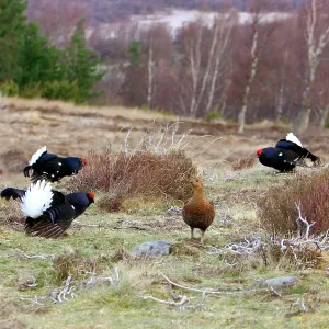 Black Grouse - Cocks and Grey hen on lek early morning Black Grouse - Cocks and Grey hen on lek early morning