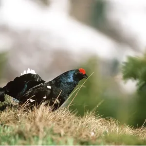 BLACK GROUSE - male BLACK GROUSE - male