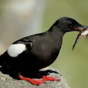Black Guillemot - On rock with fish in mouth Black Guillemot - On rock with fish in mouth