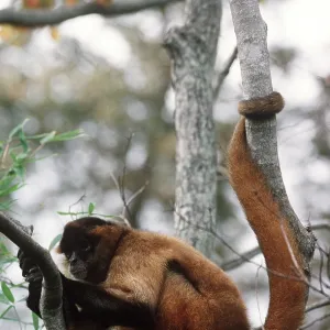 BLACK HANDED SPIDER MONKEY - in tree BLACK HANDED SPIDER MONKEY - in tree