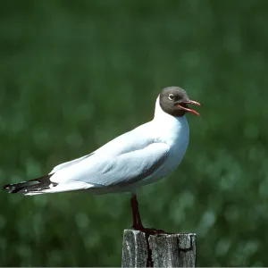 BLACK-HEADED GULL - on post BLACK-HEADED GULL - on post