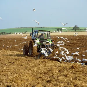 Black-headed GULLS - flock following plough Black-headed GULLS - flock following plough