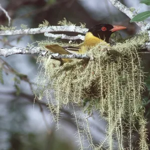 BLACK-HEADED ORIOLE - on nest BLACK-HEADED ORIOLE - on nest