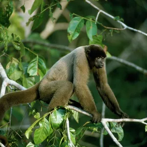 Black-headed Woolly Monkey - female displaying Black-headed Woolly Monkey - female displaying