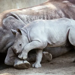 Black / Hooked-lipped Rhinoceros - baby at mother's side Black / Hooked-lipped Rhinoceros - baby at mother's side
