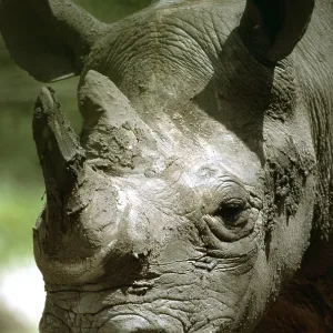 Black / Hooked-lipped Rhinoceros - close-up of face Black / Hooked-lipped Rhinoceros - close-up of face