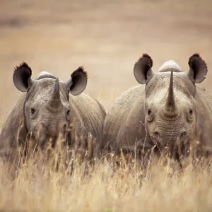 Black / Hooked-lipped Rhinoceros - two in long grass Black / Hooked-lipped Rhinoceros - two in long grass