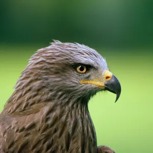 BLACK KITE - HEAD BLACK KITE - HEAD