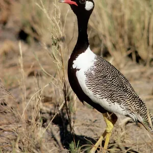 Black Korhaan / Bustard - male Black Korhaan / Bustard - male