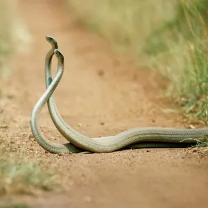 BLACK MAMBA - Males in combat