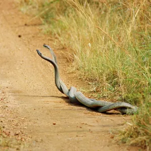 Black Mambas - males in combat