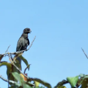 Black Parrot / Lesser Vasa Parrot - rare Black Parrot / Lesser Vasa Parrot - rare