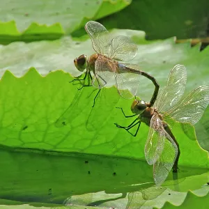 Black Percher Dragonfly Black Percher Dragonfly
