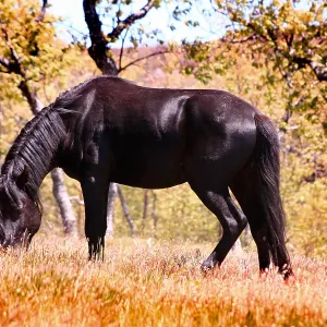 Black Pottoka pony grazing at liberty, in Extremadura