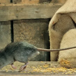 Black Rat in barn with bag of cereals Black Rat in barn with bag of cereals