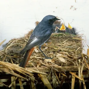 Black REDSTART - at nest with chicks Black REDSTART - at nest with chicks