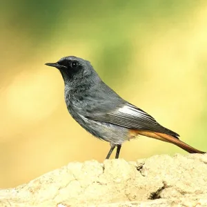BLACK REDSTART - PORTRAIT BLACK REDSTART - PORTRAIT