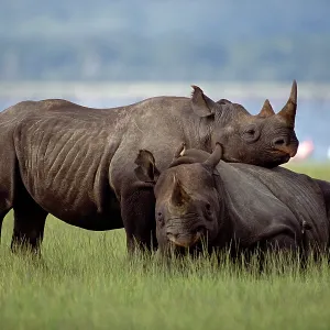 Black Rhinoceros Black Rhinoceros
