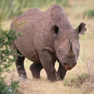 Black Rhinoceros - on grass Black Rhinoceros - on grass