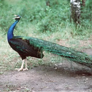 Black Shouldered, Blue PEACOCK / PEAFOWL - side view Black Shouldered, Blue PEACOCK / PEAFOWL - side view