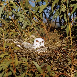 Black-Shouldered Kite Black-Shouldered Kite