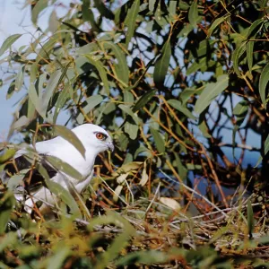 Black-Shouldered Kite Black-Shouldered Kite