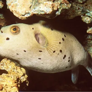 BLACK-SPOTTED PUFFER FISH BLACK-SPOTTED PUFFER FISH