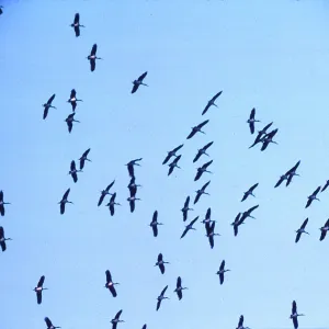BLACK STORKS - flock in flight, migration BLACK STORKS - flock in flight, migration